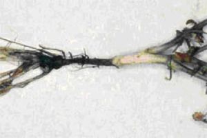 uploads/images/disease/Collar rot of Chick pea.jpg